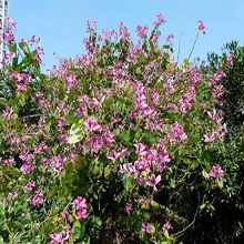 kachnar Trees