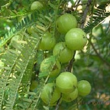 amla nursery trees