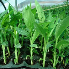 Banana Nursery Trees