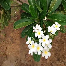 champa plants