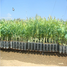 eucalyptus plants