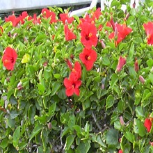 gudhal plants