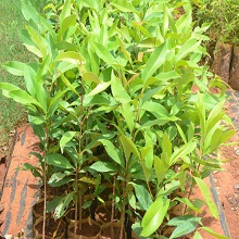 jamun nursery plants