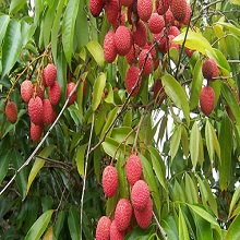 Litchi Nursery trees
