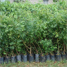 neem nursery plant