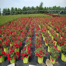 rose plants