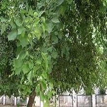 shesham Nursery Plant