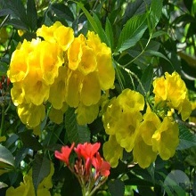 ticoma plants